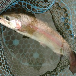 やる気満々のアマゴたち ～岡崎トラウトポンド～